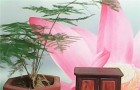 圆角柜