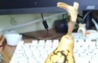 电击葫芦谁了解 交流一下呗