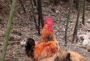 来报个到[呲牙]
