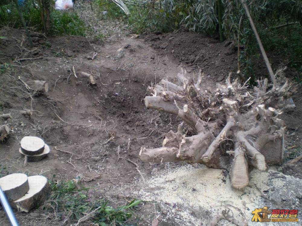 沙朴根