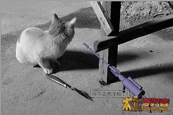 猫2_副本.jpg