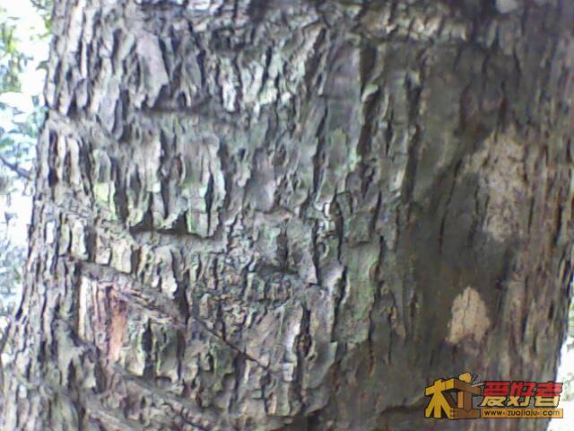 IMG1283A.jpg