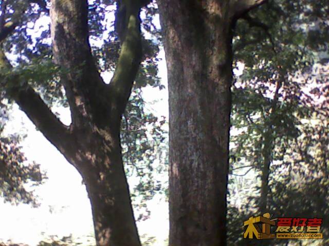 IMG1329A.jpg