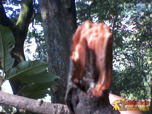IMG1331A.jpg