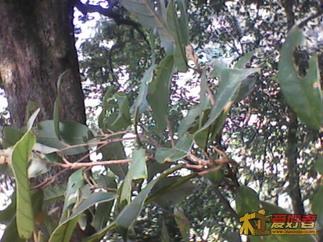 IMG1333A.jpg
