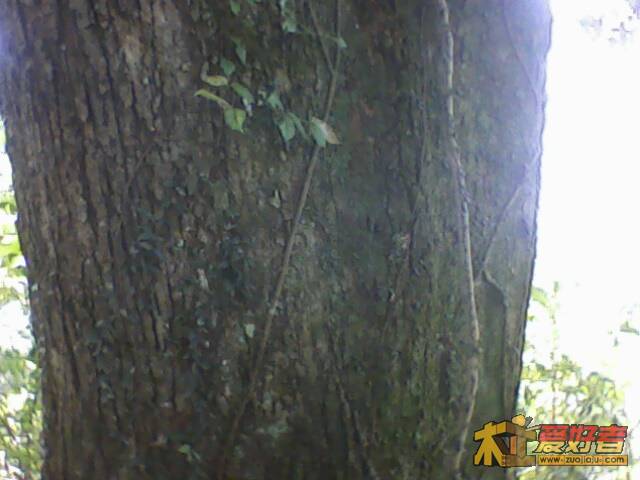 IMG1334A.jpg