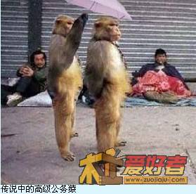 传说中的公务猿.jpg