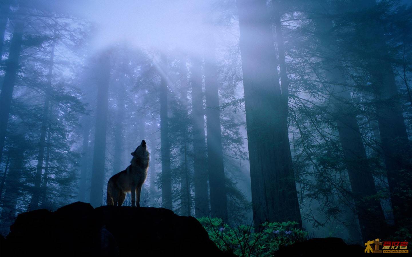 1440x900wolf.jpg