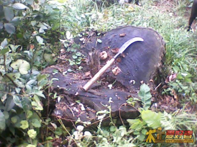 IMG1246A.jpg