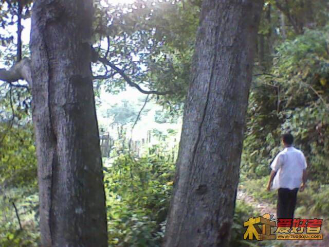 IMG1239A.jpg