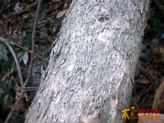 IMG1984A.jpg