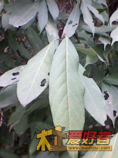 IMG1925A.jpg