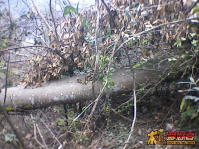 IMG1987A.jpg