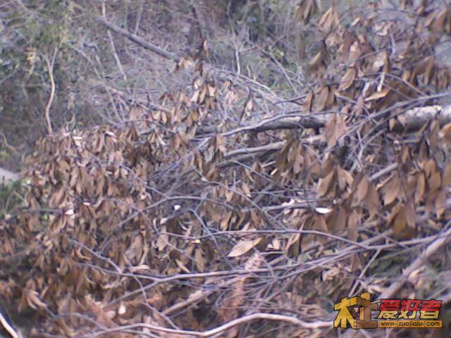 IMG1982A.jpg