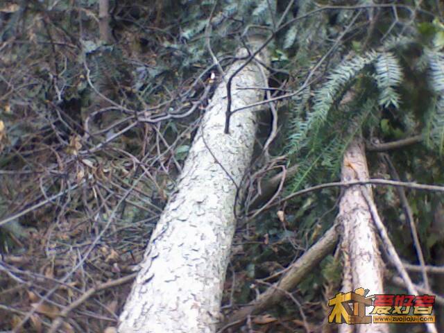 IMG1985A.jpg