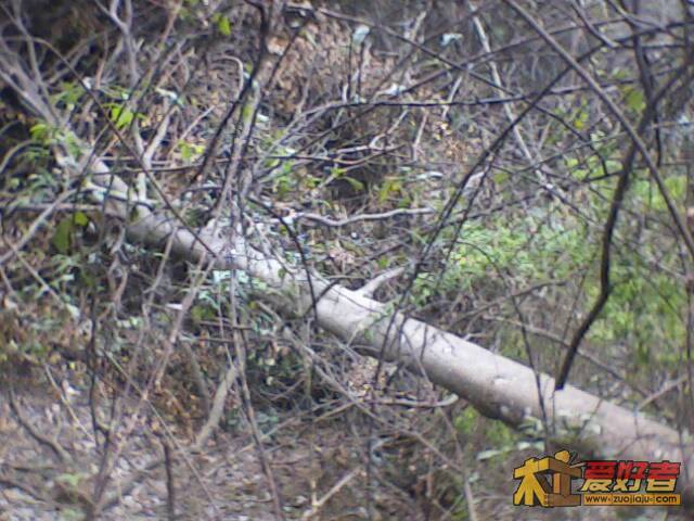 IMG1988A.jpg