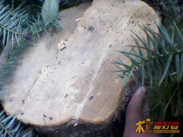 IMG1986A.jpg