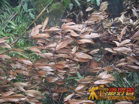 C-1树的干叶.jpg