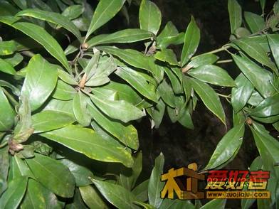 石旁枯瘤桢楠叶常规普通叶型1.jpg
