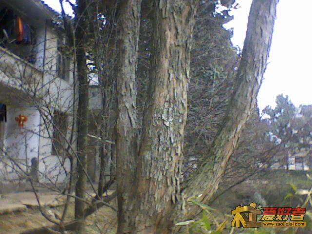 IMG2348A.jpg