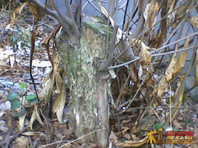 IMG2349A.jpg