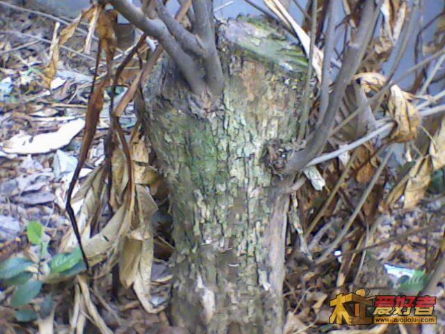 IMG2350A.jpg