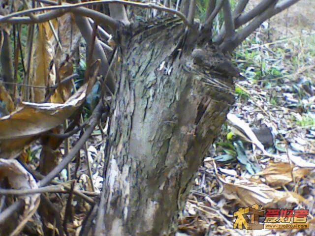 IMG2351A.jpg