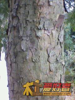 IMG1943A.jpg