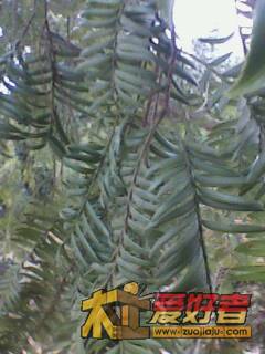 IMG1942A.jpg