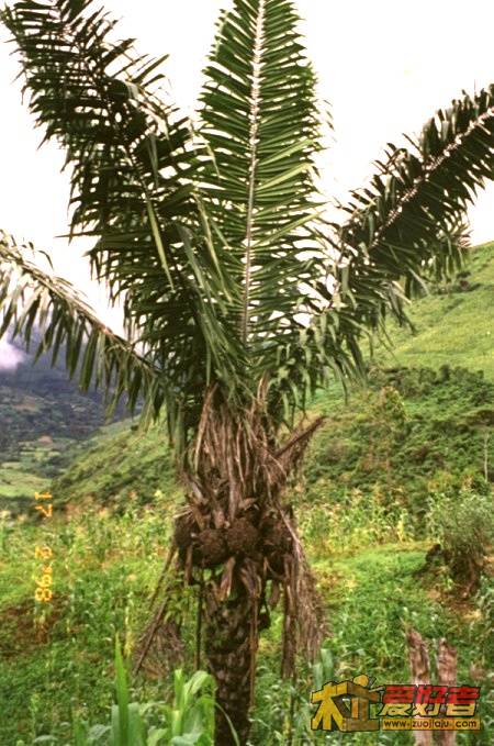 taguapalme.jpg