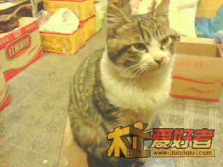猫.jpg
