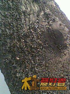 IMG0008A.jpg