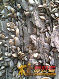 IMG0009A.jpg