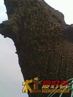 IMG0011A.jpg