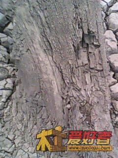 IMG0014A.jpg