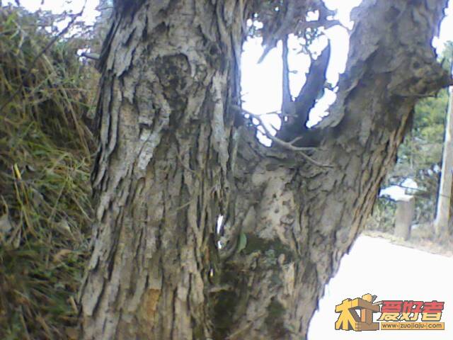 IMG2078A.jpg