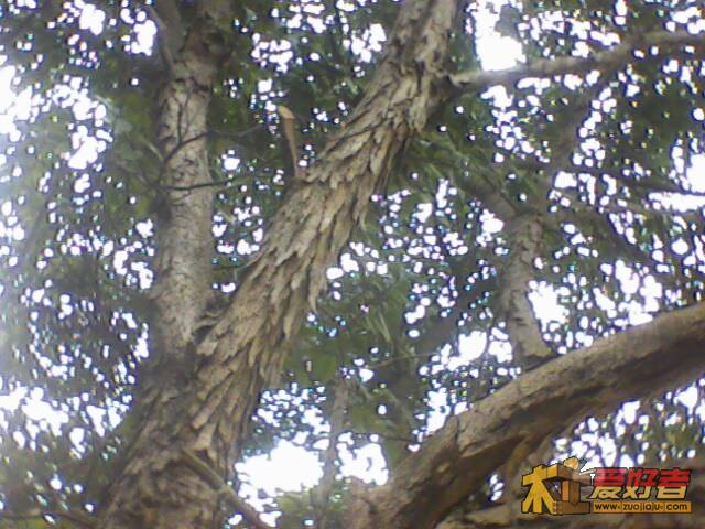 IMG2079A.jpg