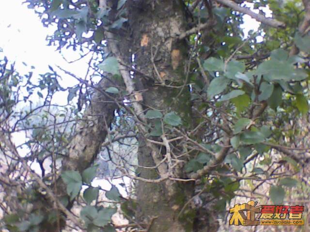 IMG2080A.jpg