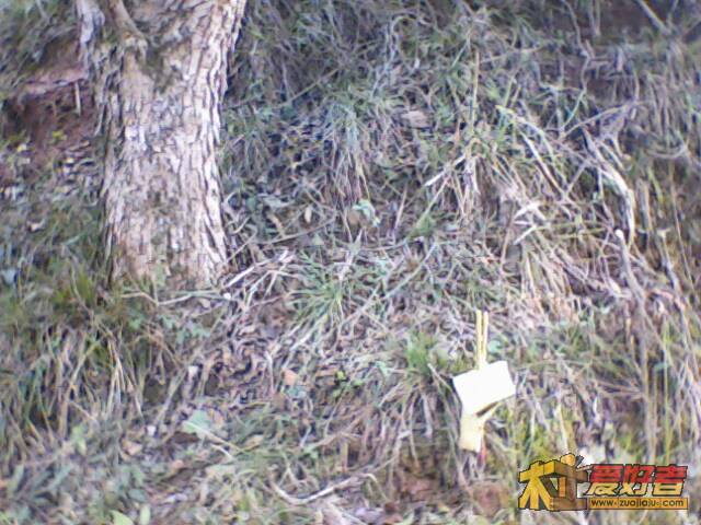 IMG2081A.jpg
