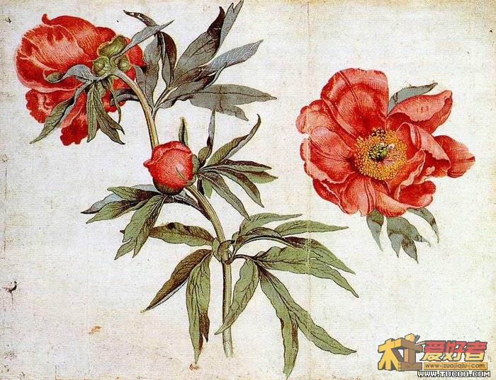 peonies.jpg