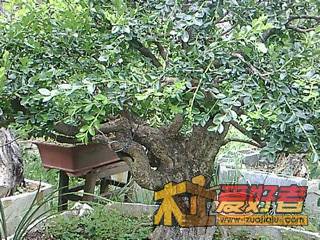 IMG0005A.jpg