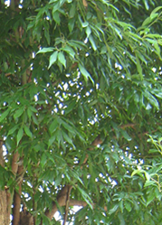 细叶桢楠