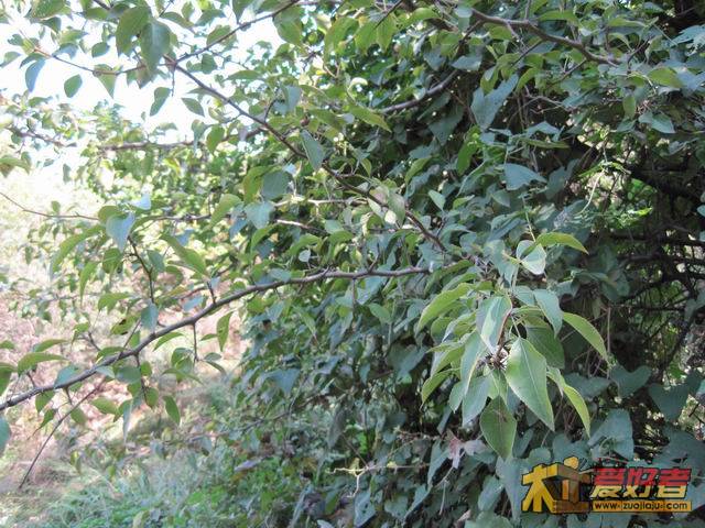 调整大小 IMG_1999.jpg