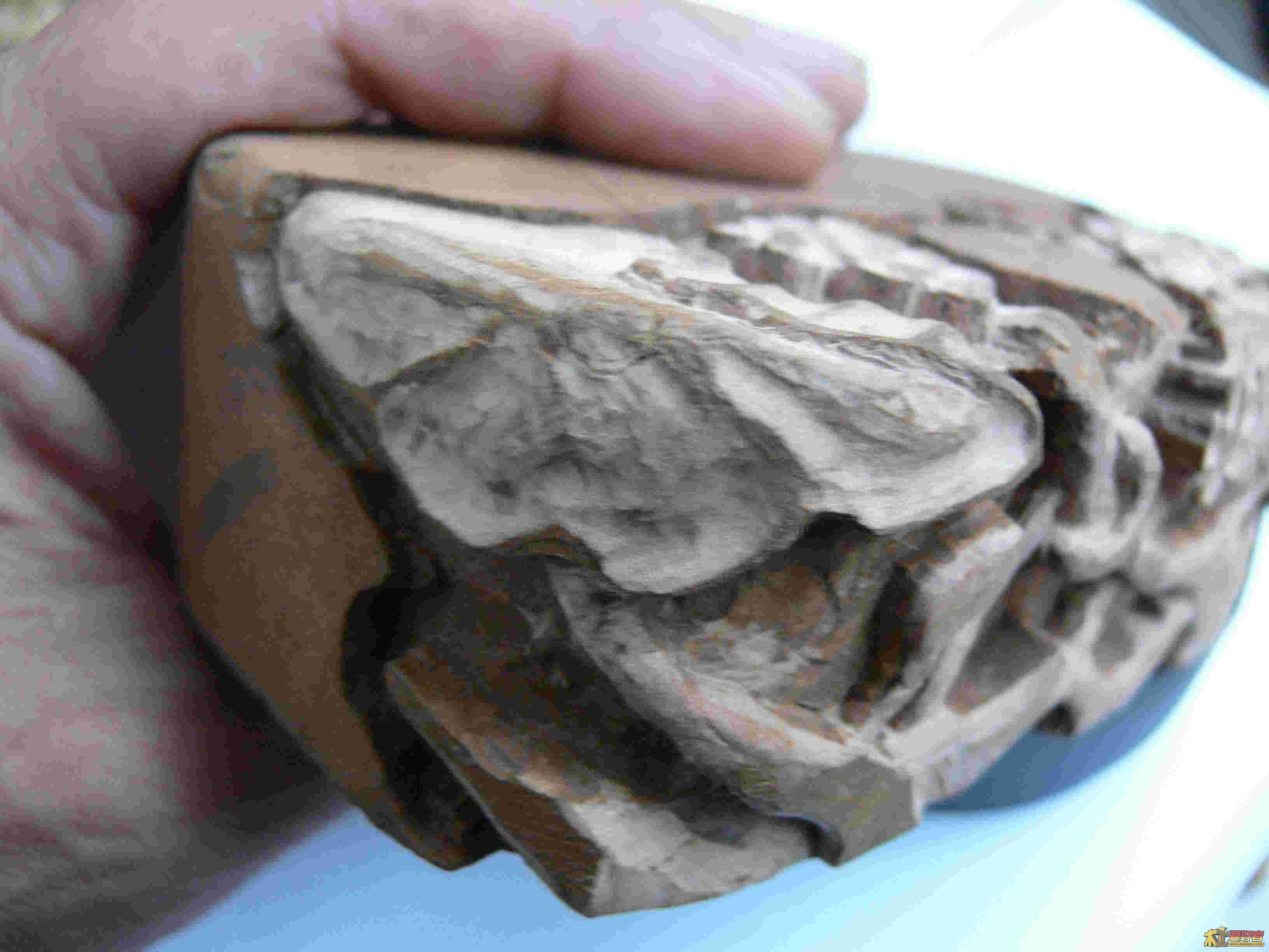 P1000569.jpg