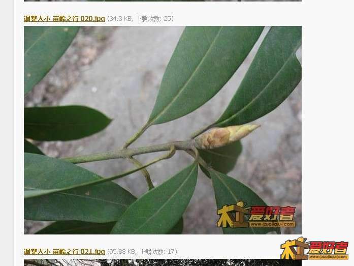 金丝楠假1.jpg