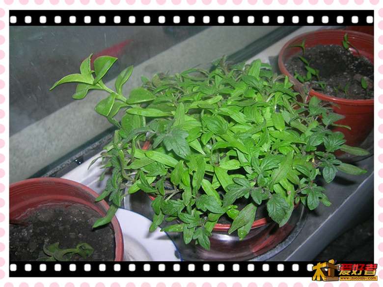 窗台上的花草