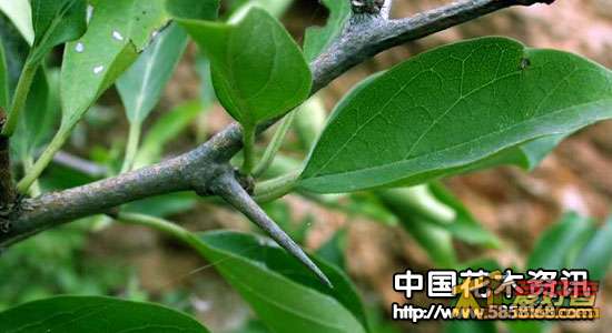 柘树