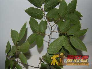 背面，这是啥树，求教