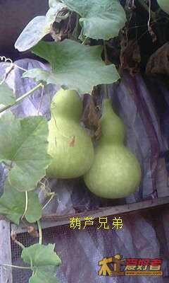 葫芦兄弟.jpg