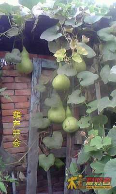 葫芦开会.jpg